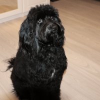 Послушная девочка - сказано сидеть, вот и сидит! :: Светлана Послушная девочка - сказано сидеть, вот и сидит! :: Светлана