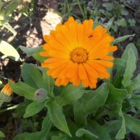 Весёлое приветствие :) :: Наталья 