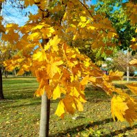 Ростовская осень :: Нина Бутко