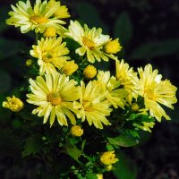 Осенний букет. :: Владимир 