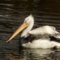Портрет пеликана на чёрной воде :: Юрий. Шмаков