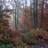 ---------------------- :: igor G.