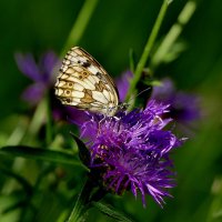 опять бабочки 13 :: Александр Прокудин опять бабочки 13 :: Александр Прокудин