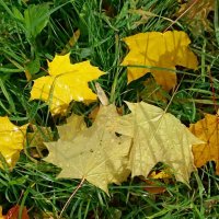 Мокнут листья под дождём :: Galina Solovova Мокнут листья под дождём :: Galina Solovova