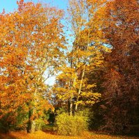Ах, как быстро тают листья.. :: Aida10 