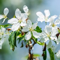 *** :: Виктор Иванович Чернюк *** :: Виктор Иванович Чернюк