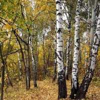 Березоньки :: Лариса Корж