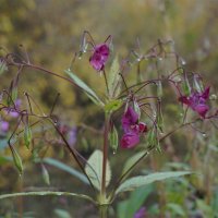 В каплях дождя :: Лариса Корж
