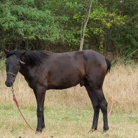 На привязи :: Игорь Сикорский На привязи :: Игорь Сикорский