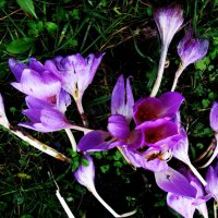 Безвременники :: Людмила Смородинская