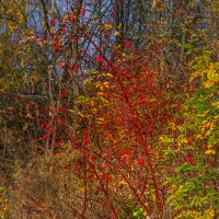 Куст шиповника :: Сергей Цветков