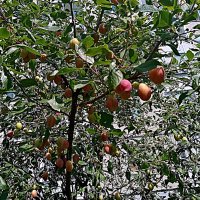 Цветы и растения. :: Владимир Драгунский Цветы и растения. :: Владимир Драгунский