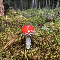 ****** :: Валерия Комова