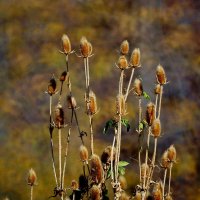 Осень на дворе... :: Николай Саржанов