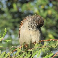 чистит пёрышки :: Елена Шаламова