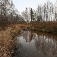 бобровая плотина :: сергей бобровая плотина :: сергей