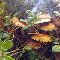 Опята :: ИРЭН@ . Опята :: ИРЭН@ .