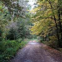 В осеннем лесу :: Рита Симонова