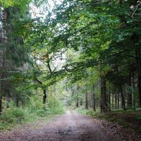 В осеннем лесу :: Рита Симонова