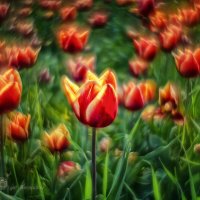 Тюльпаны :: Игорь Сарапулов