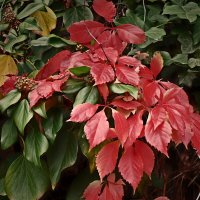 Осень 6 :: Алексей Кузнецов