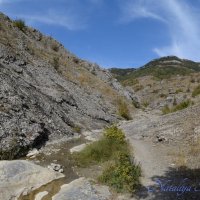 Природа Крыма :: Amazing Cosmea