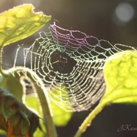 *** :: Елена Kазак (selena1965) *** :: Елена Kазак (selena1965)