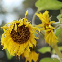 *** :: Елена Kазак (selena1965)