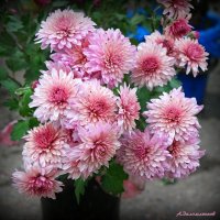 Всё цветут и цветут хризантемы в саду.... :: Андрей Заломленков