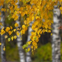 Люблю русские берёзки :: Анастасия Северюхина