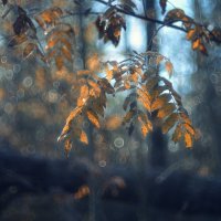 осенние зарисовки... :: Natali-C C