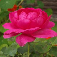 Розы :: Freddy 97