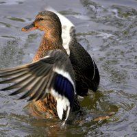 Перед отлетом 2025 год. :: Анатолий Анищик