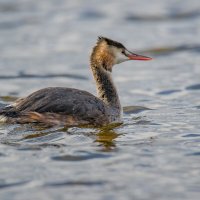 Чомга. :: Sergey (Apg)