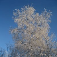 Берёзка :: Anna Ivanova Берёзка :: Anna Ivanova