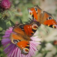 бабочки... :: Александра [-/