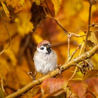 Воробей :: Alex Bush