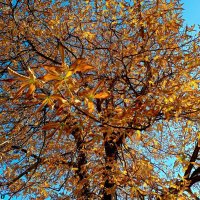 Осень золотая :: Нина Бутко