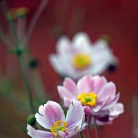 анемоны :: Михаил Бибичков