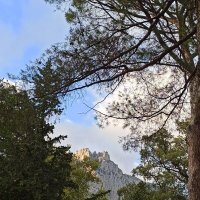 Воронцовский парк. Крым. :: Галина 