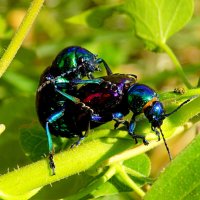 Листоеды азиатские :: Константин Штарк