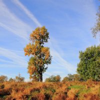 Тяга к небу :: Евгений Корьевщиков