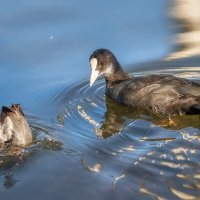 Про удивительную жизнь :: Владимир Колесников