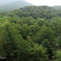 ЛЕСНАЯ ГОРИСТНОСТЬ :: СЕРГЕЙ ФИЛОЧКИН