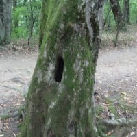 ДУПЛО :: СЕРГЕЙ ФИЛОЧКИН