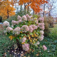 Середина октября - цветёт гортензия! :: Лия ☼