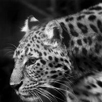 Добыча рядом :: Юрий. Шмаков Добыча рядом :: Юрий. Шмаков