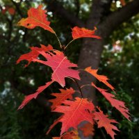 В Зиндельфингене осень... :: Сергей Порфирьев В Зиндельфингене осень... :: Сергей Порфирьев