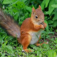 совсем маленький ещё... :: Andrey Bragin 