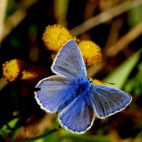 опять бабочки 19 :: Александр Прокудин